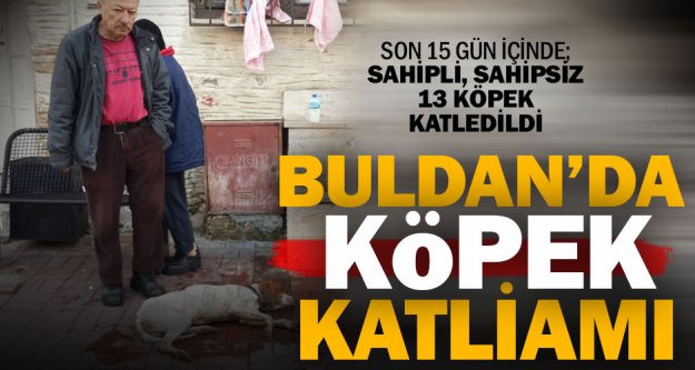 Buldan'da 13 köpek zehirlenerek öldürüldü