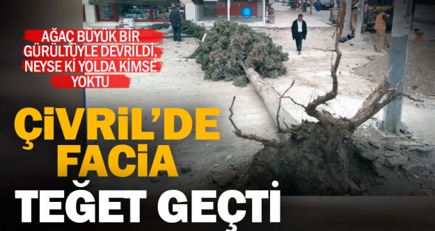 Çivril'in orta yerindeki ağaç devrildi