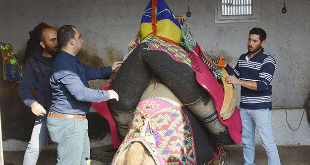 Sarayköy'de  develere 'havut giydirme' töreni