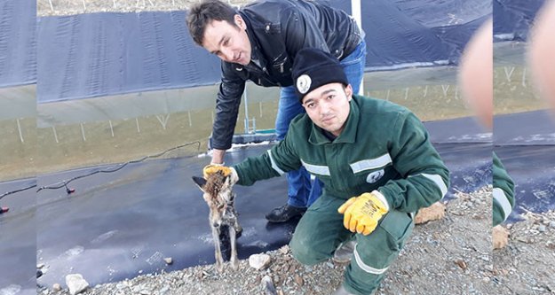 Çal'da zabıta donmak üzere olan tilkiyi kurtardı