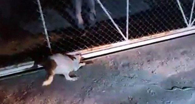 Kedi kovalarken kapıya sıkışan köpeği itfaiye kurtardı
