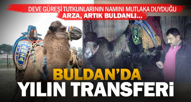 Namını tüm Türkiye'nin duyduğu güreşlerin yenilmez devesi Arza artık Buldanlı