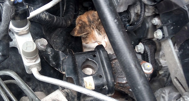 Otomobil motoruna sıkışan kediyi tamirci kurtardı