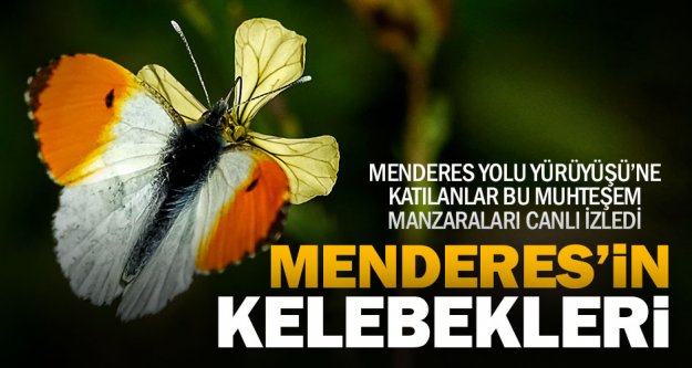 Menderes'in birbirinden güzel kelebekleri