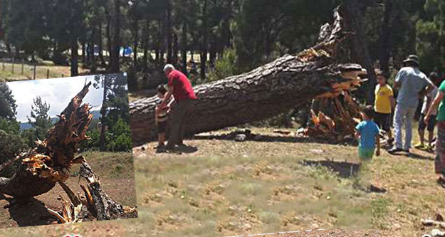 Piknik alanında ağaç devrildi