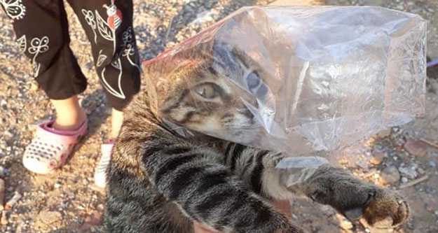 Başı poşete sıkışan kediyi vatandaşlar kurtardı