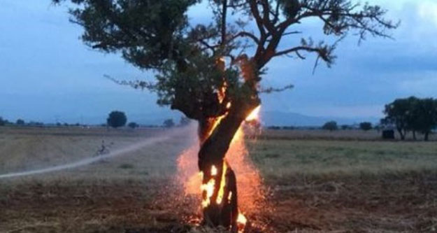 Bir garip ağaç yangını