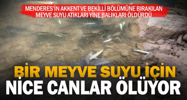Meyve suyu atıkları Menderes'te yine balıkları öldürdü