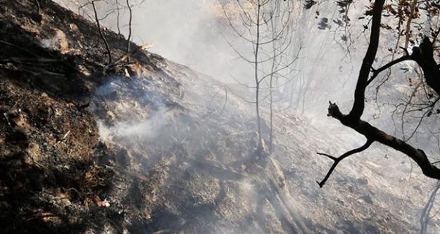 Çameli'de çıkan yangında 4 dönüm orman yandı