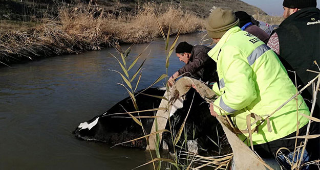 Sulama kanalına düşen inek kurtarıldı