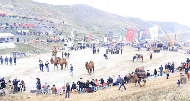 Pehlivan develer pazar günü Sarayköy arenasında buluşuyor
