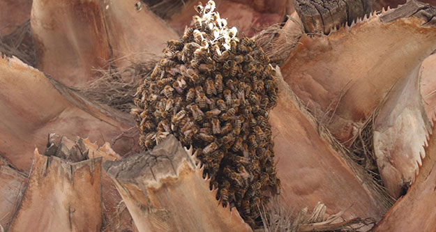Arılar, kentin en işlek yerlerinden birindeki ağaca oğul verdi