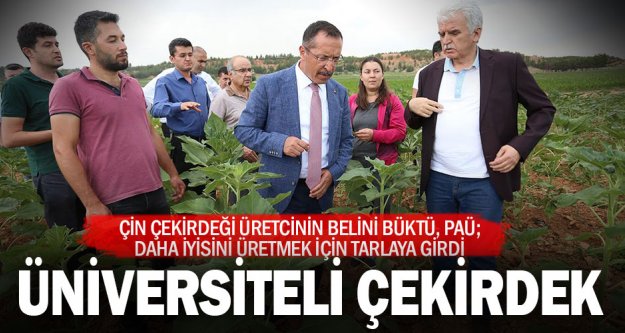 Pamukkale Üniversitesi, çerezlik ayçiçeği üretecek