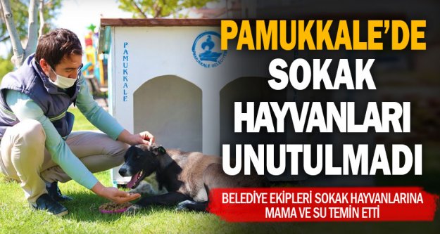 Pamukkale Belediyesi sokak hayvanlarını unutmadı