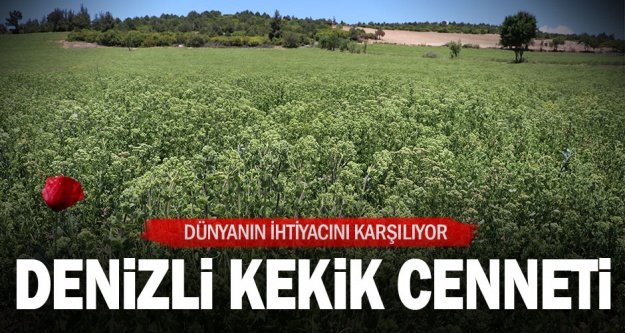 Kekik kenti Denizli'den 60 milyon dolar ihracat hedefi