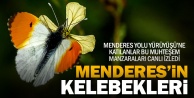 Menderes’in birbirinden güzel kelebekleri